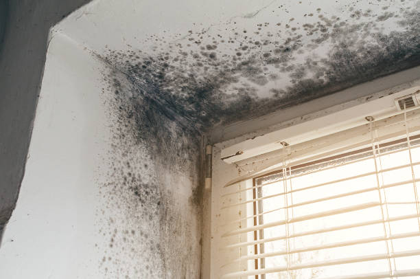 Affordable Attic Mold Remediation solutions in Harrisburg, IL