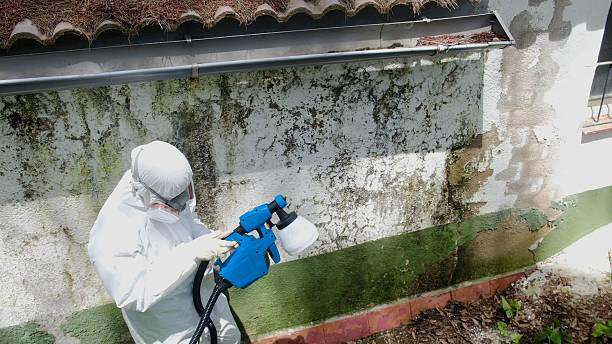 Top rated local Attic Mold Remediation specialists in Harrisburg, IL